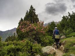 Rakaposhi Base camp Meadows -