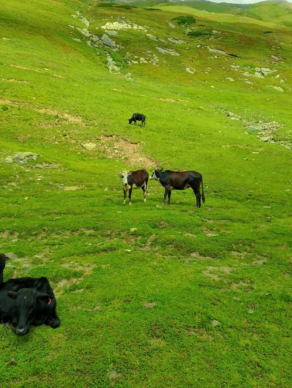 Best Kala Pani View Astore -