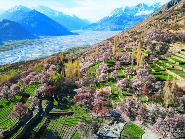Apricot-Cherry-Blossom-Flowers-Spring - Apricot & Cherry Blossom Tour – Experience Hunza’s Spring Wonderland
Witness the breathtaking Apricot & Cherry Blossom season in Hunza, as the valley transforms into a paradise of pink and white blooms, surrounded by the majestic Karakoram Mountains.
Highlights:
Scenic Drive on the Karakoram Highway – Enjoy panoramic views of snow-capped peaks and lush valleys
Cherry & Apricot Blossom Views – Experience the magical bloom in Hunza, Nagar, and Skardu
Baltit & Altit Forts – Explore Hunza’s rich history and ancient forts amid a floral backdrop
Eagle’s Nest Sunrise & Sunset – Witness stunning golden-hour views over the flower-covered valley
Attabad Lake & Passu Cones – Admire the turquoise lake and dramatic mountain scenery
Cultural Immersion – Interact with the warm Hunza locals and enjoy traditional organic cuisine
A dream tour for photographers, nature lovers, and culture enthusiasts, offering an unforgettable springtime escape in Northern Pakistan!