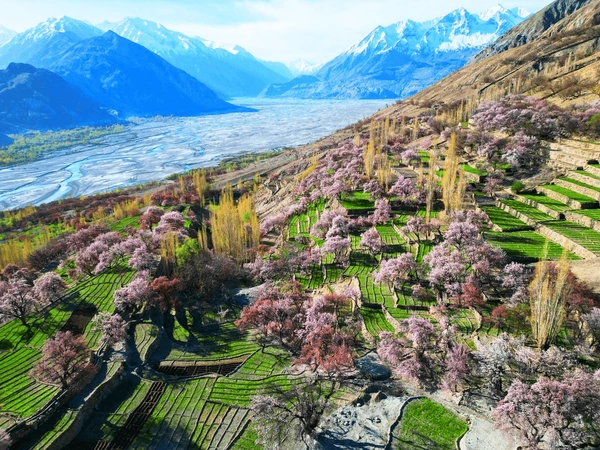 Apricot-Cherry-Blossom-Flowers-Spring - Apricot & Cherry Blossom Tour – Experience Hunza’s Spring Wonderland
Witness the breathtaking Apricot & Cherry Blossom season in Hunza, as the valley transforms into a paradise of pink and white blooms, surrounded by the majestic Karakoram Mountains.
Highlights:
Scenic Drive on the Karakoram Highway – Enjoy panoramic views of snow-capped peaks and lush valleys
Cherry & Apricot Blossom Views – Experience the magical bloom in Hunza, Nagar, and Skardu
Baltit & Altit Forts – Explore Hunza’s rich history and ancient forts amid a floral backdrop
Eagle’s Nest Sunrise & Sunset – Witness stunning golden-hour views over the flower-covered valley
Attabad Lake & Passu Cones – Admire the turquoise lake and dramatic mountain scenery
Cultural Immersion – Interact with the warm Hunza locals and enjoy traditional organic cuisine
A dream tour for photographers, nature lovers, and culture enthusiasts, offering an unforgettable springtime escape in Northern Pakistan!